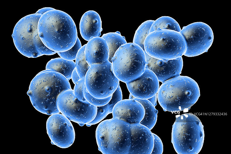 金黄色葡萄球菌（耐甲氧西林金黄色葡萄球菌）细菌，图示图片素材