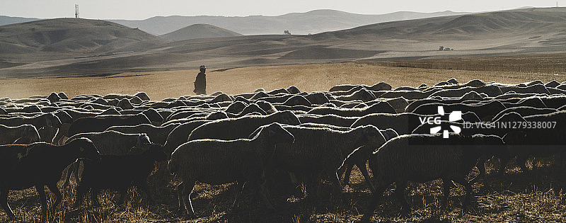 羊群在出生时被移走，在牧场放牧。温度高，周围都是灰尘图片素材