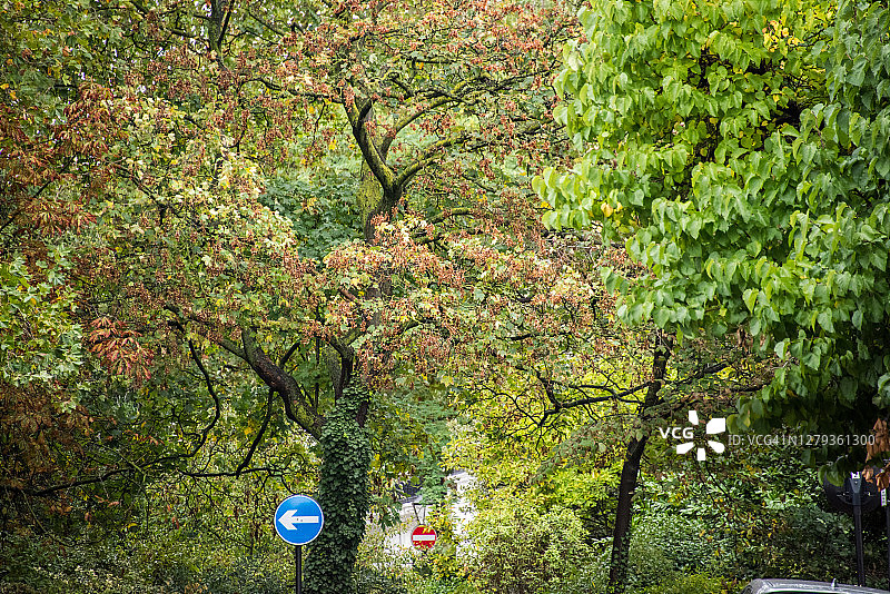 仅左转和禁止驶入标志及悬铃木图片素材