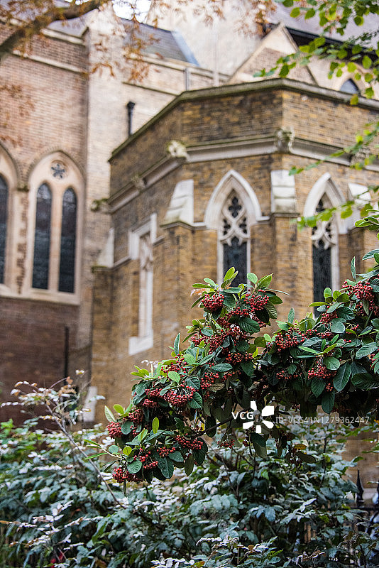 火棘和圣三一布朗普顿教堂图片素材