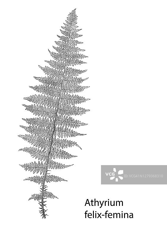 植物学古版画：蕨类植物（荚果蕨）图片素材