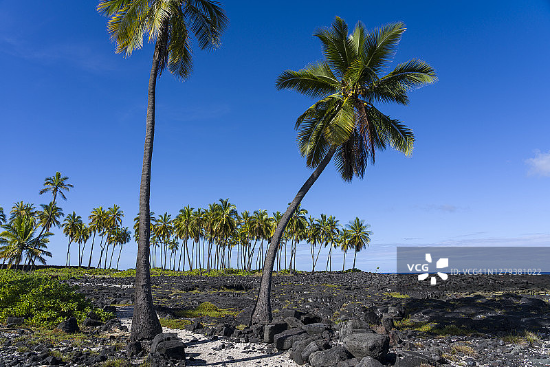夏威夷普吾可霍瑙努国家历史公园的椰子树林图片素材