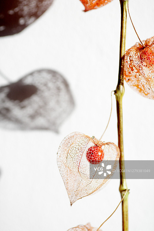 美丽果荚中的灯笼果图片素材