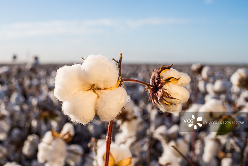 棉花花朵 - 农业综合企业图片素材