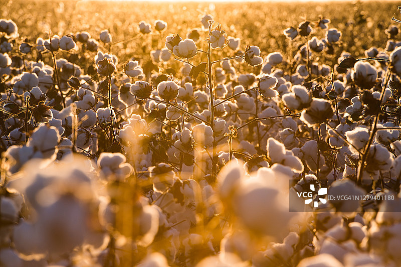 日落时的棉花种植园图片素材