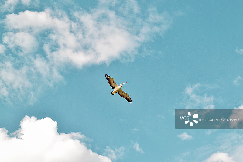 美丽的鹈鹕在飞行图片素材