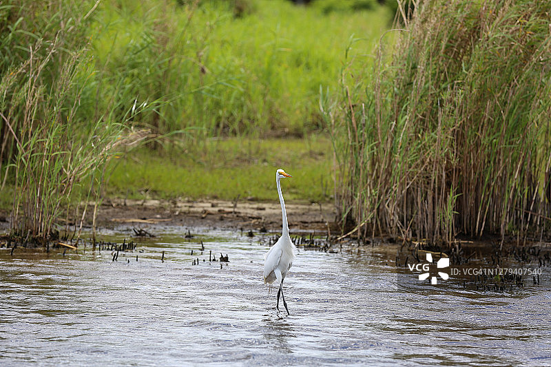 在佛罗里达州萨拉索塔Myakka河岸边的白鹭图片素材