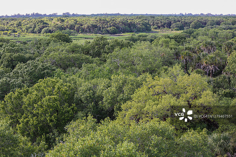 佛罗里达州Myakka河州立公园的树梢之上图片素材