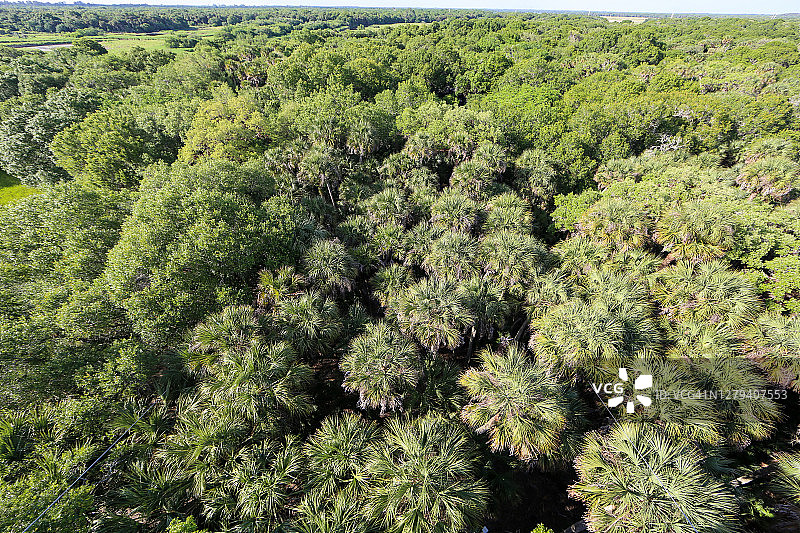 佛罗里达州Myakka河州立公园的树梢之上图片素材