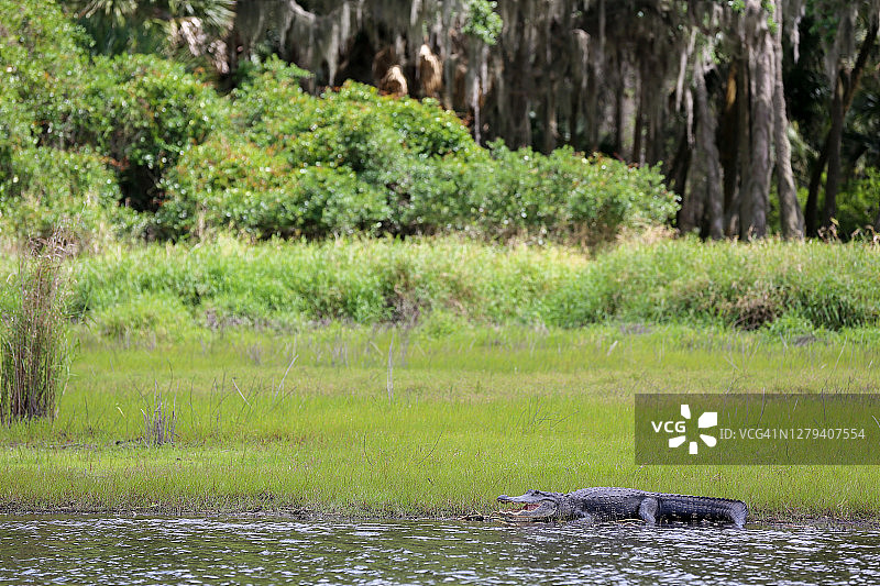 在佛罗里达州Myakka河岸边休息的鳄鱼图片素材