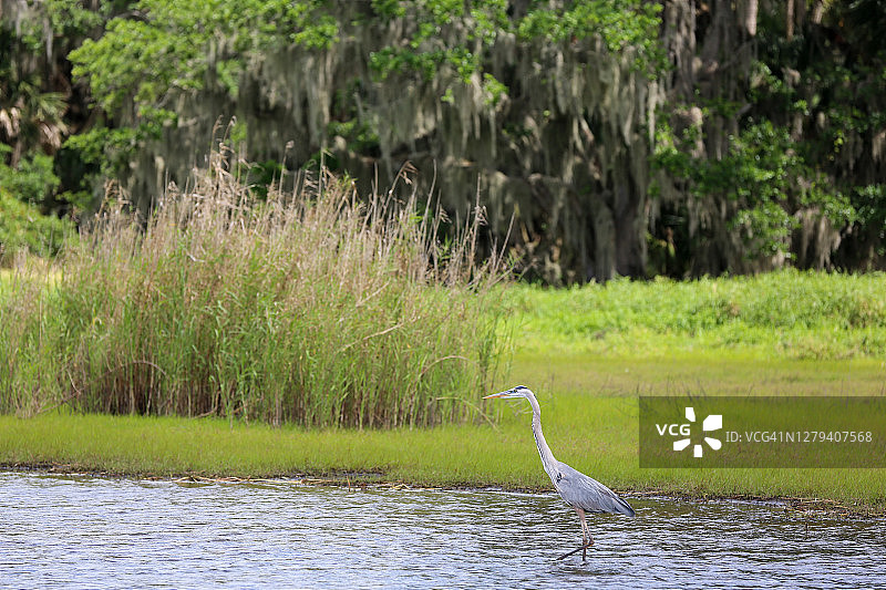位于佛罗里达州萨拉索塔的米亚卡河岸边的蓝鹭图片素材
