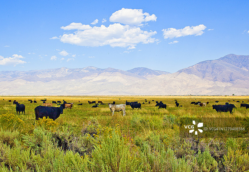 在怀俄明州的草原上吃草的杂交牛群——有些看着镜头图片素材
