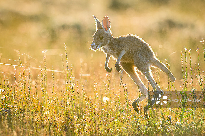 小袋鼠图片素材