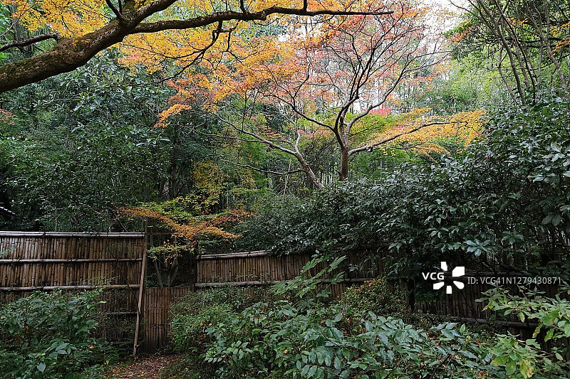 京都嵯峨野区寂静的秋景：被秋叶环绕的建仁寺垣图片素材