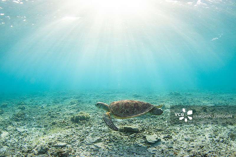 在阳光下游泳的海龟图片素材