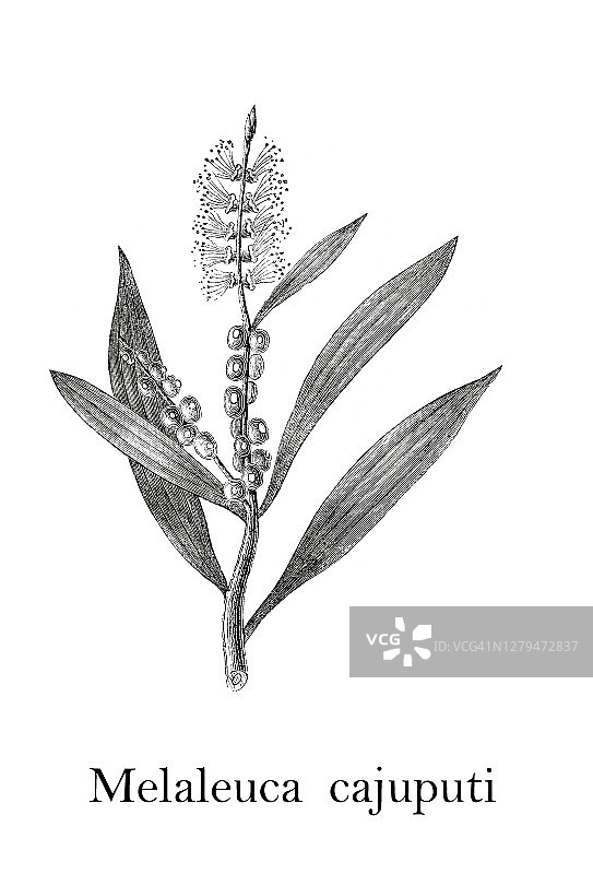 白千层老式雕刻插图图片素材