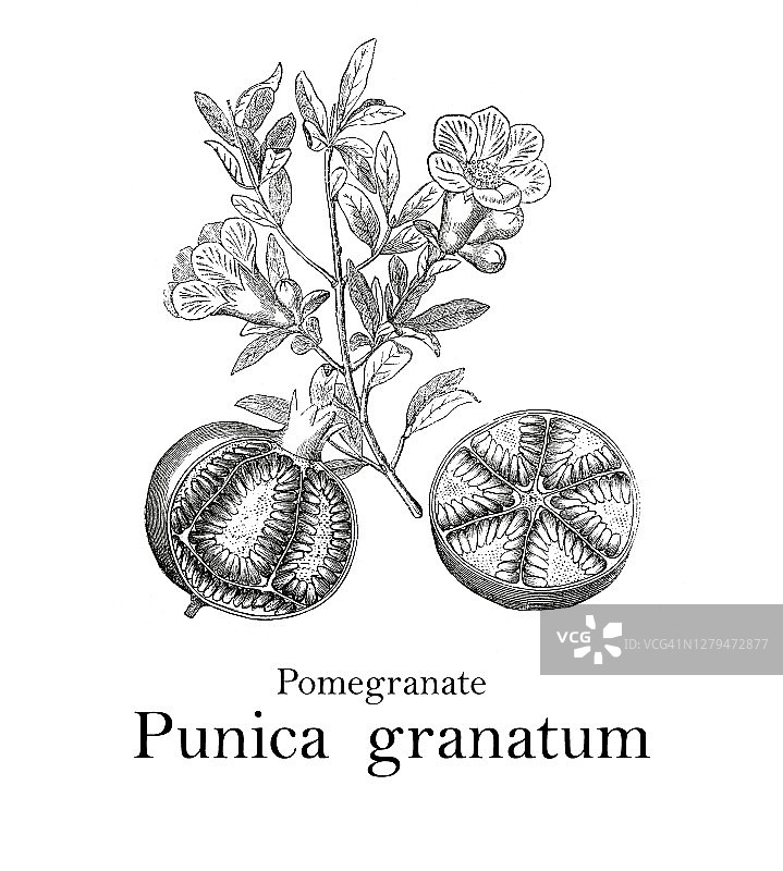 石榴古老雕刻插图图片素材