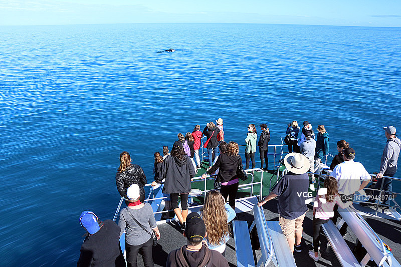 在澳大利亚昆士兰，人们乘船观看座头鲸图片素材