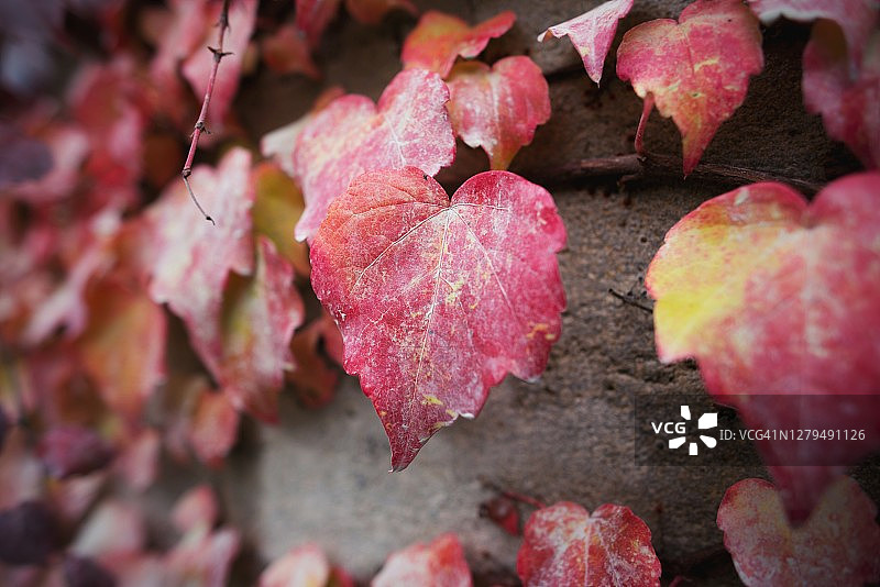 墙上特写秋季红黄色攀援叶图片素材