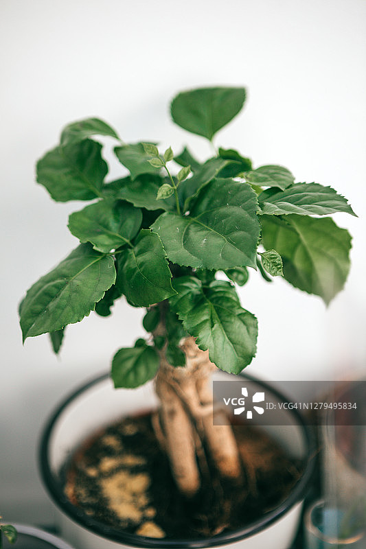 锡金喜荫花盆栽图片素材