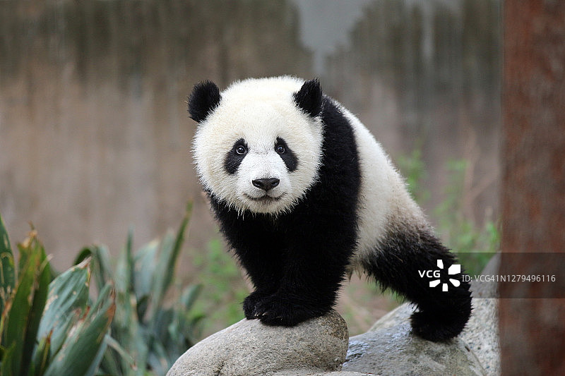 可爱熊猫幼崽看着镜头图片素材