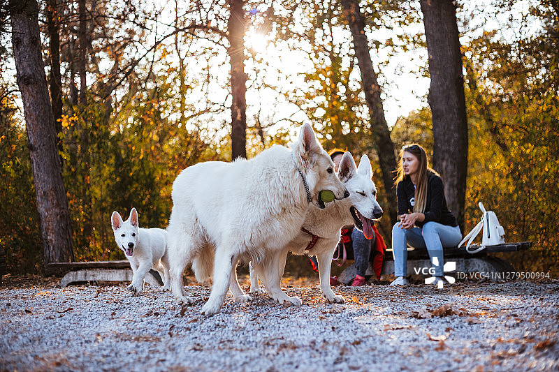 棉铃虫防治图片素材