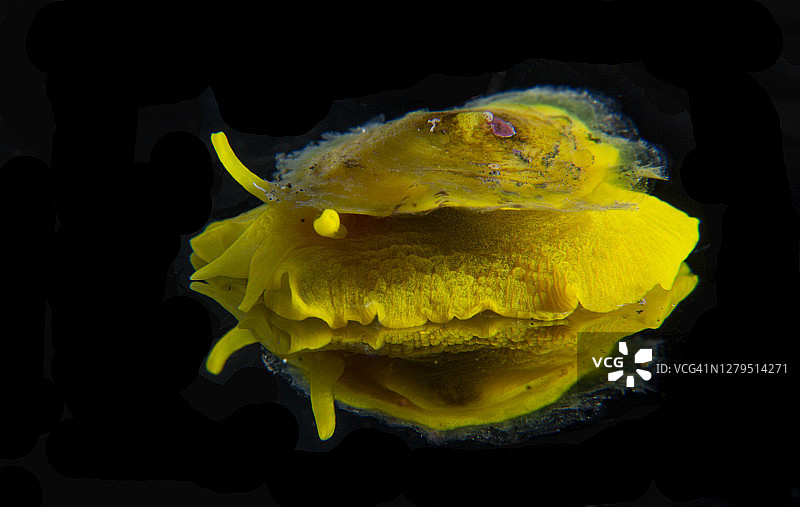 金色海绵蜗牛图片素材