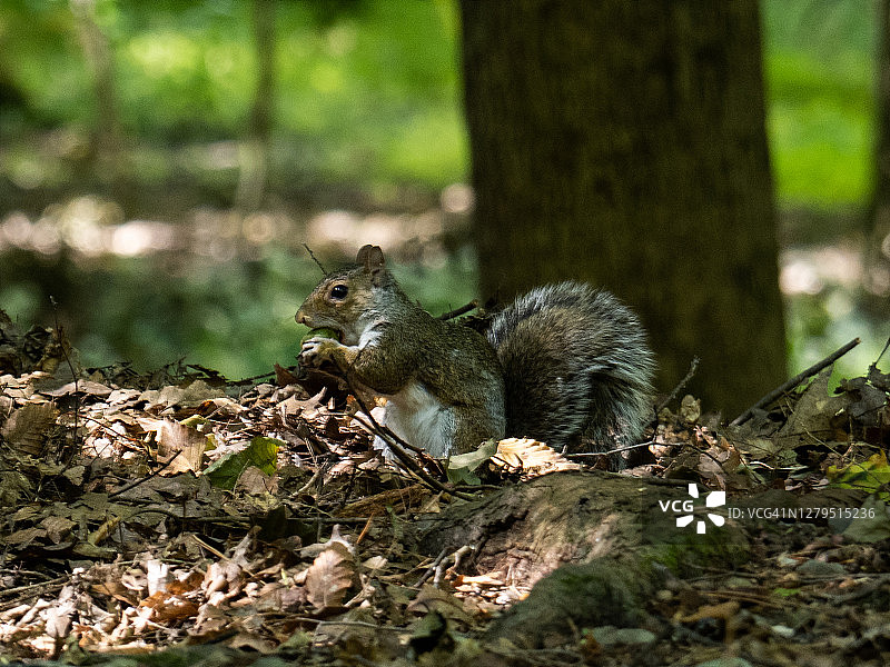 松鼠吃橡子图片素材