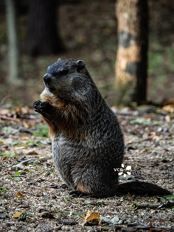 土拨鼠吃橡子图片素材
