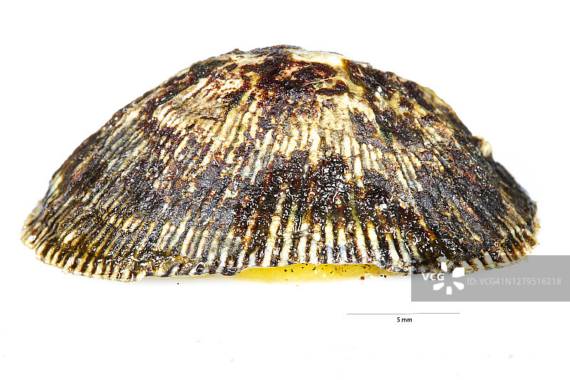 条纹假笠贝图片素材