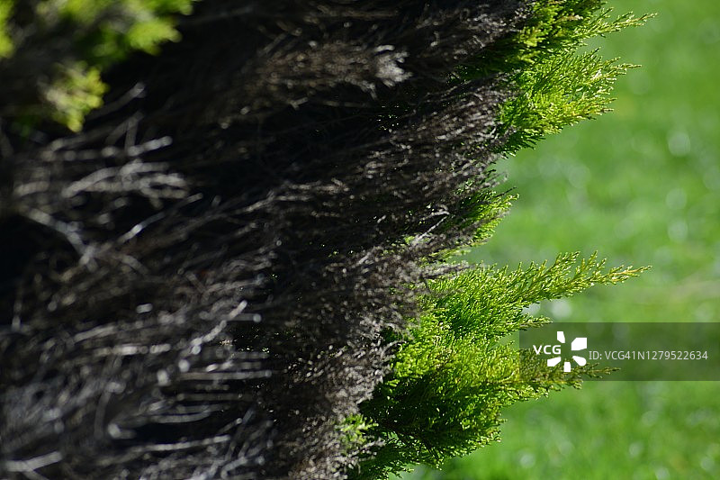 岛屿植物、树篱、纹理与建筑图片素材
