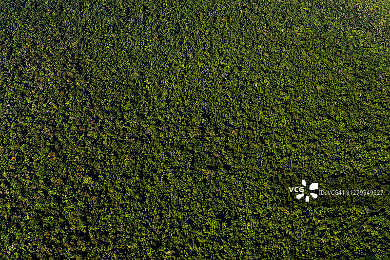 亚马逊雨林鸟瞰图图片素材