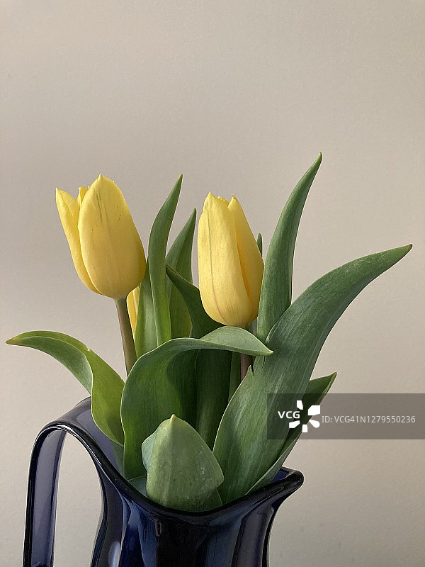 花瓶中的黄色郁金香花束图片素材