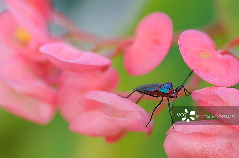 粉色花朵上的锥猎蝽图片素材