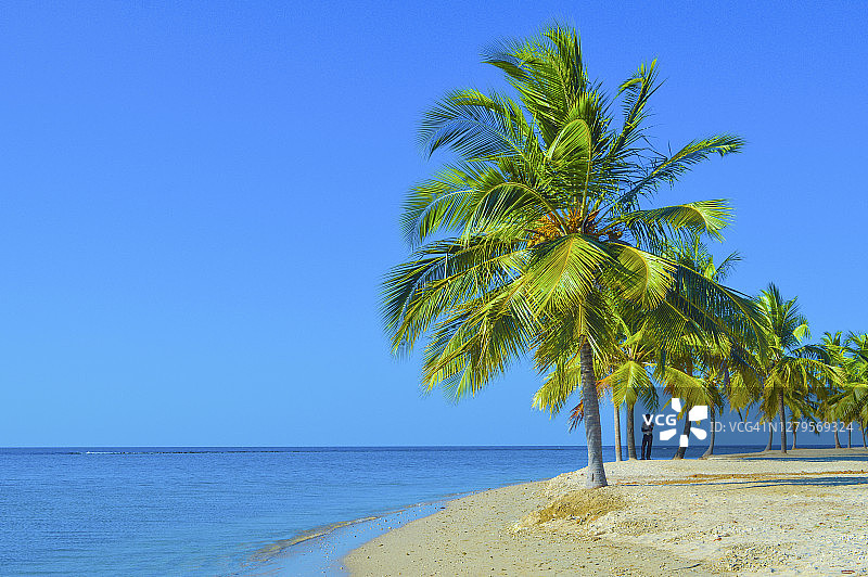椰子树海滩图片素材