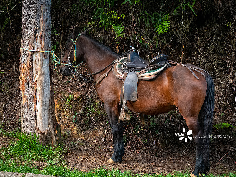 被束缚在树上，带着马鞍的悲伤的马图片素材