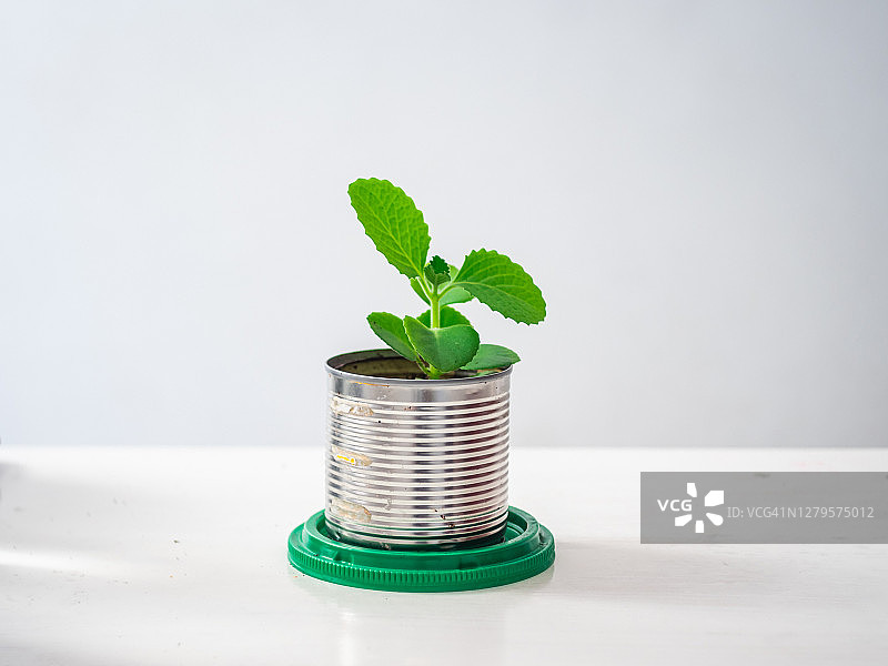 白色背景下罐中种植的古巴牛至图片素材