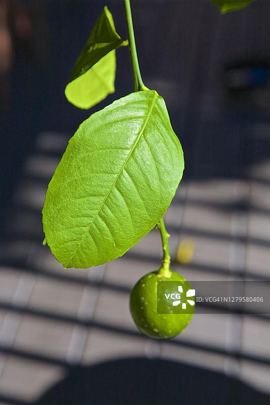 悬挂在树枝上的青柠图片素材