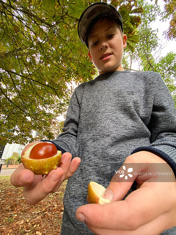 男孩拿着欧洲七叶树的果实图片素材