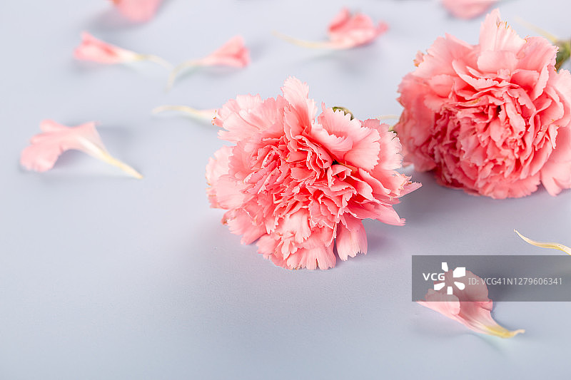 粉色康乃馨图片素材