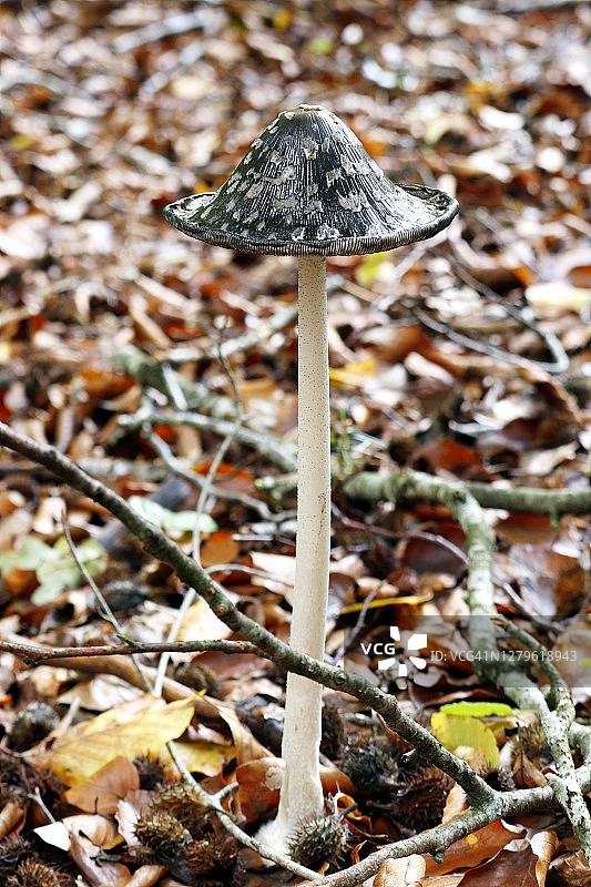 特写：法国塞纳-马恩省的鬼伞蘑菇图片素材