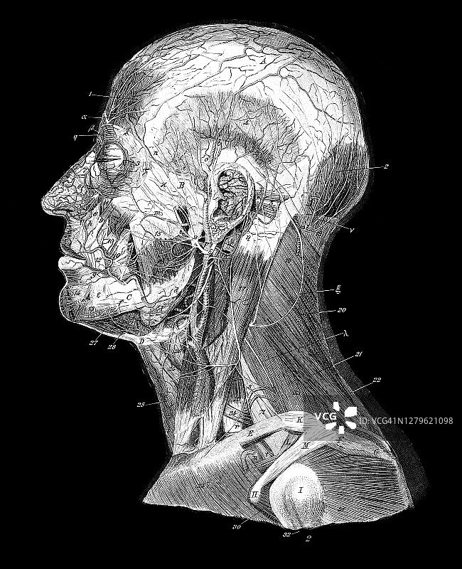 人体头部和颈部解剖结构复古雕刻插图图片素材
