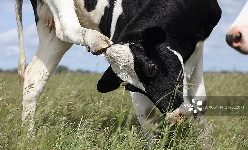 田野里发痒的奶牛图片素材