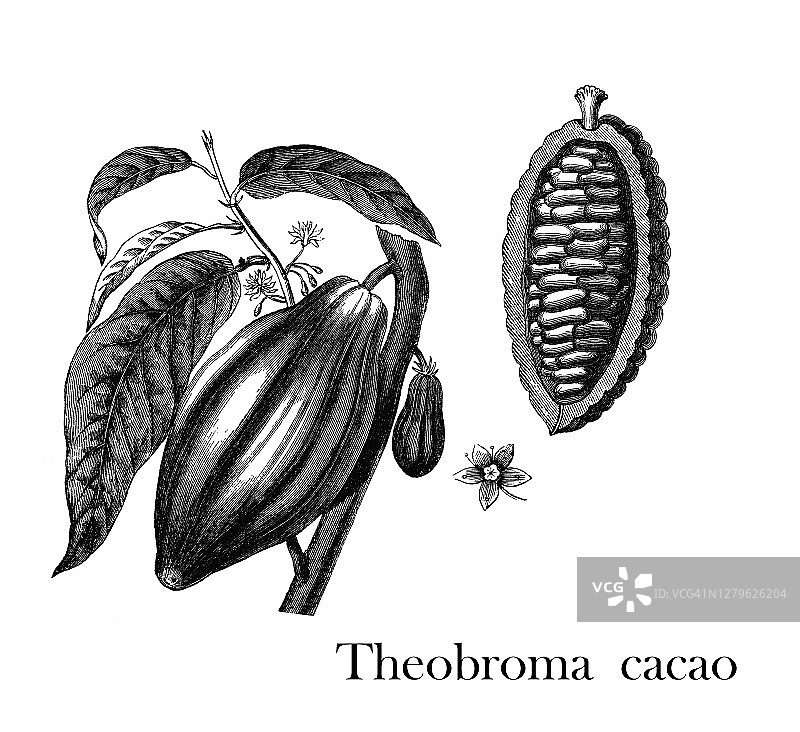 可可树古老雕刻插图图片素材