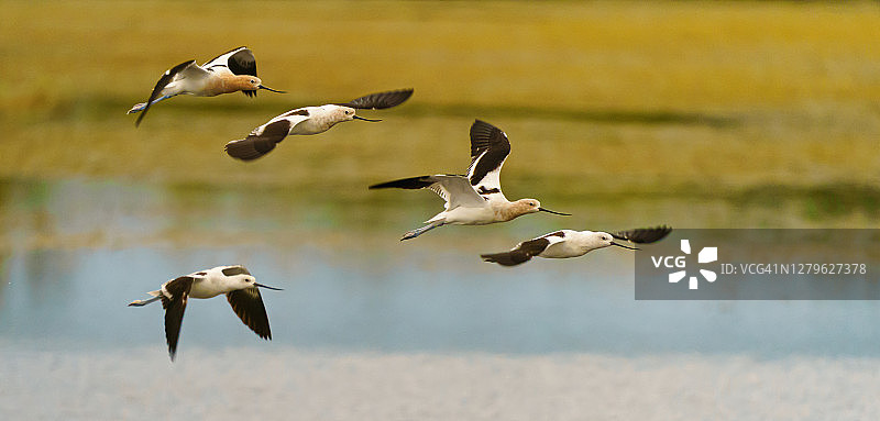 北美反嘴鹬图片素材