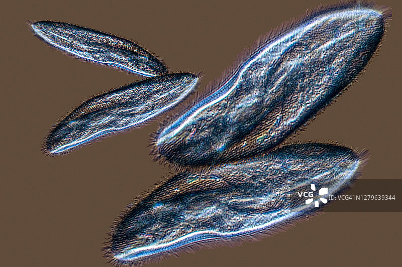 尾草履虫图片素材