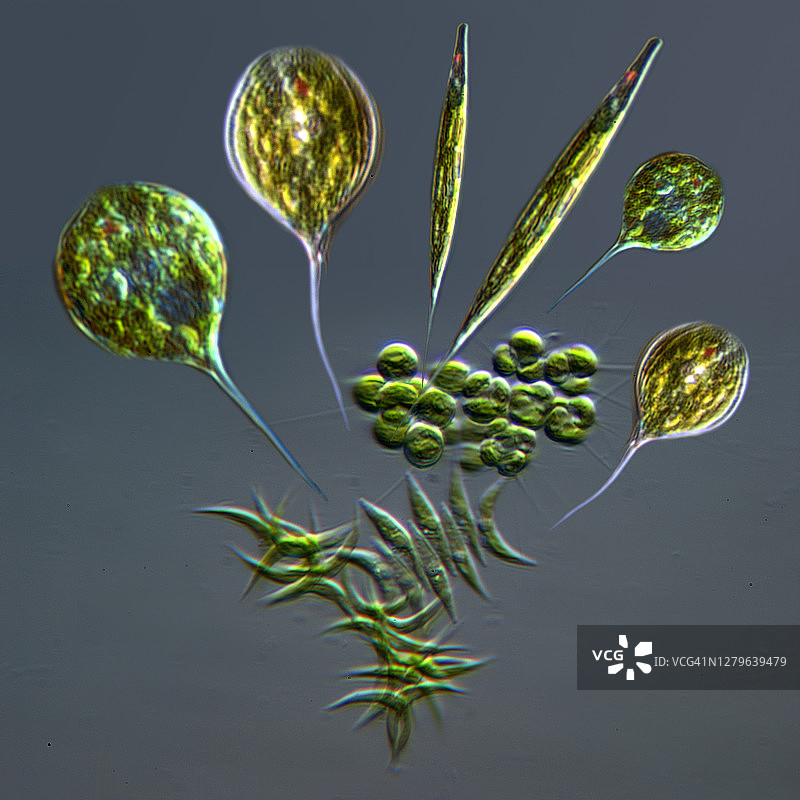 浮游植物构成图片素材
