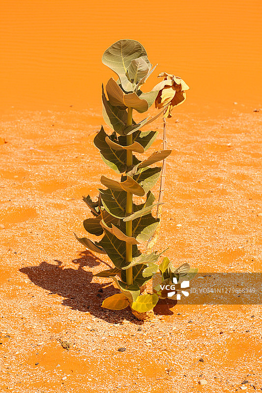 西非旅行图片素材