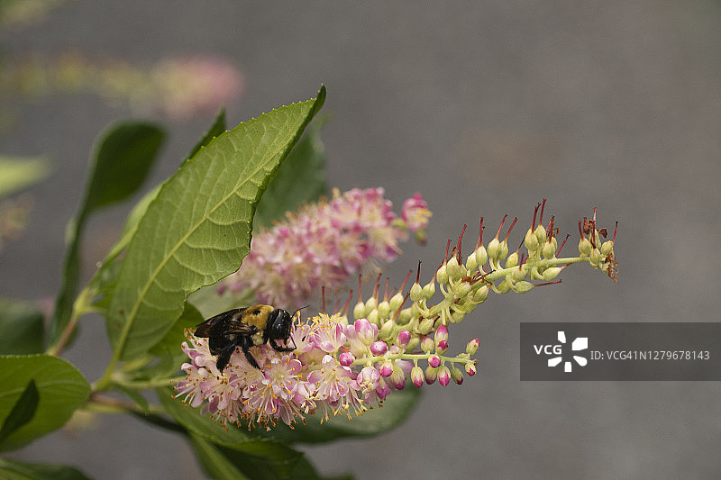蜜蜂在风箱树花上图片素材