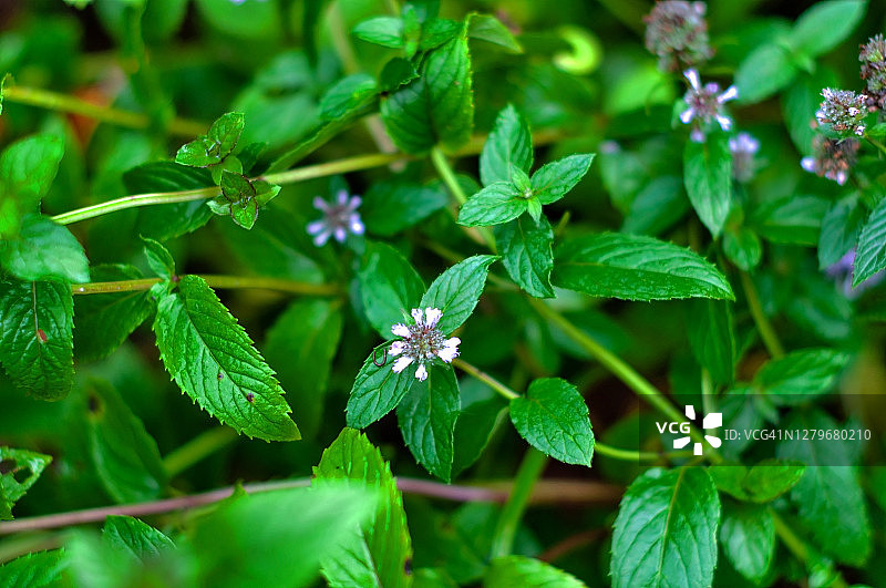 明亮的薄荷特写照片图片素材